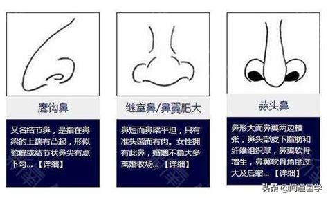 鼻翼面相|准头、鼻子、鼻翼、鼻梁的面相三六风水网